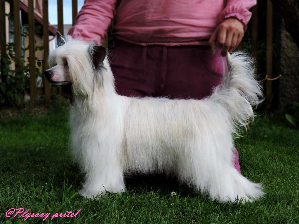 Ch .Eternal Beauty Heybett