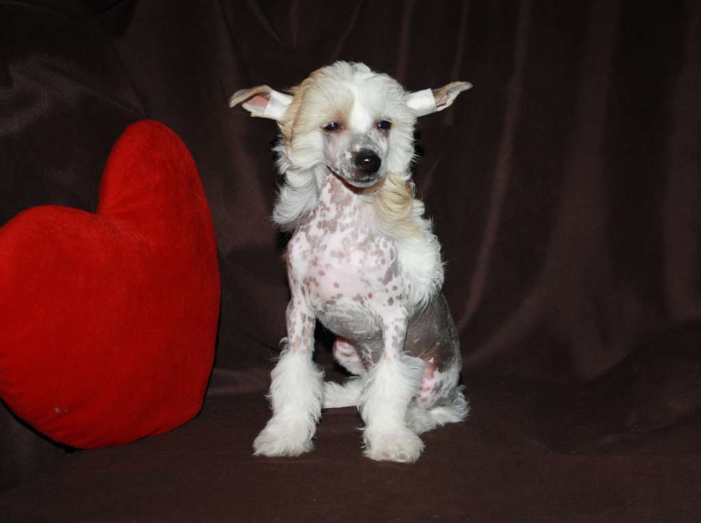 Charuyuschiy Soblazn Hav'er