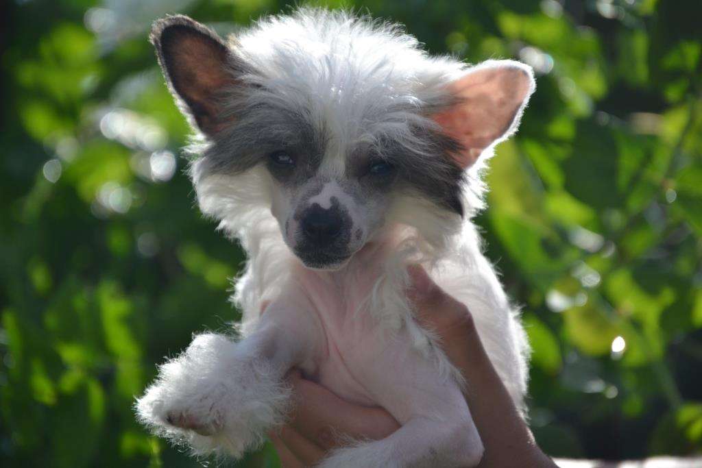 Ketrin Kristol Val'kiriya