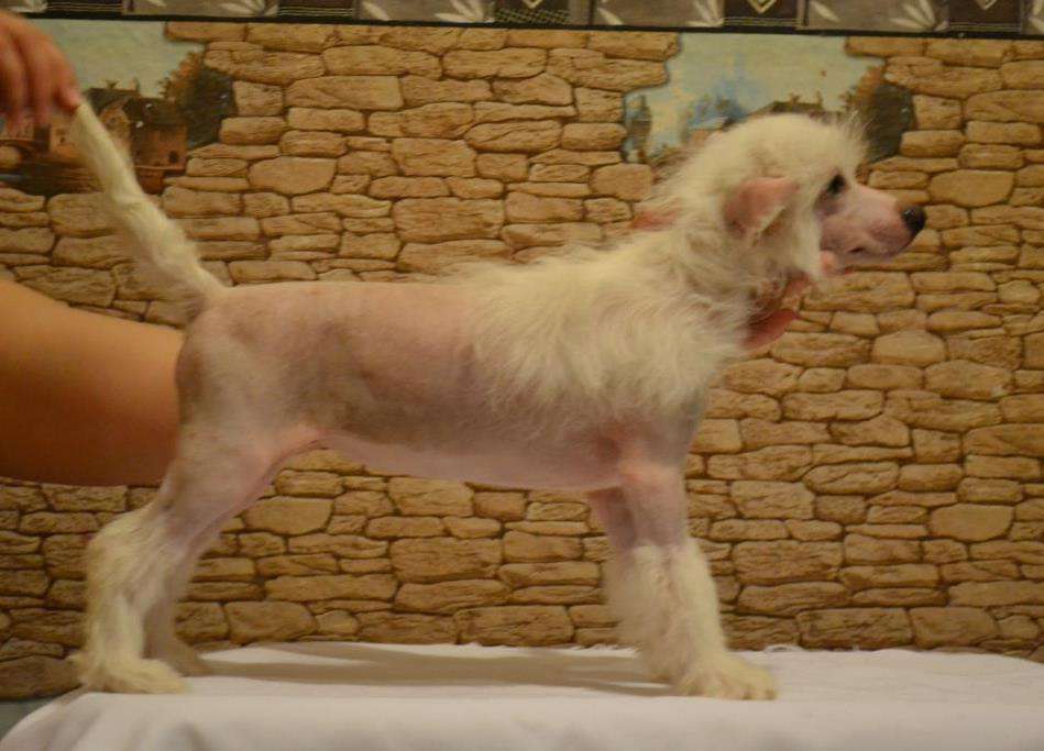 Ketrin Kristol Vindetta