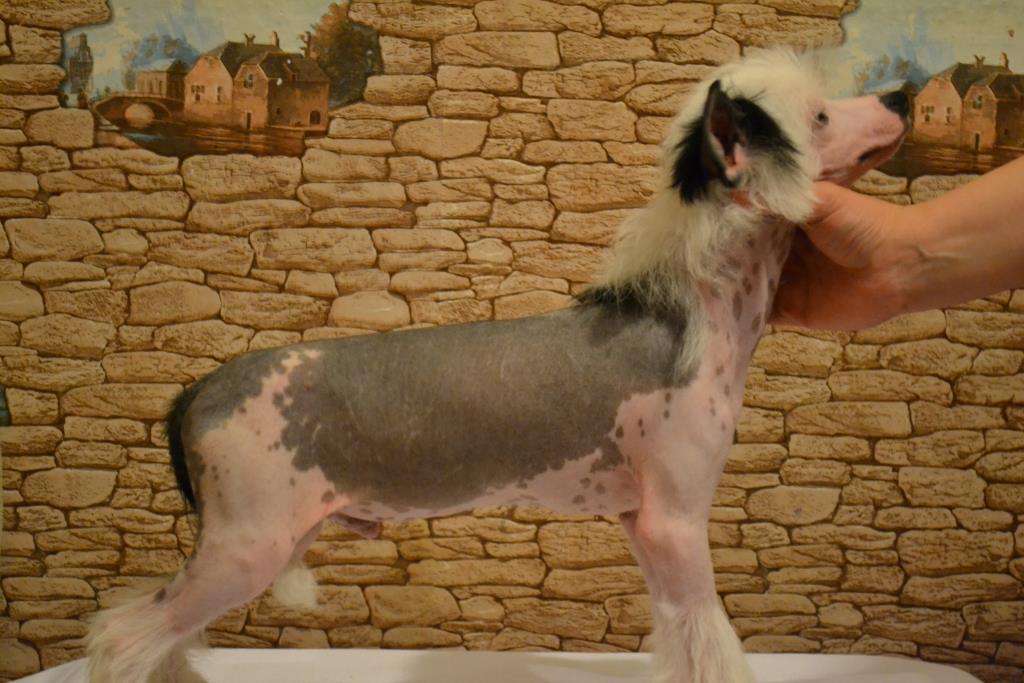 Ketrin Kristol Vikont