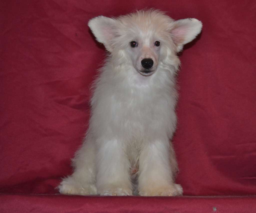 Ketrin Kristol Viking (puff)