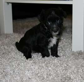 Lixima's Crazy Mind of Instincts