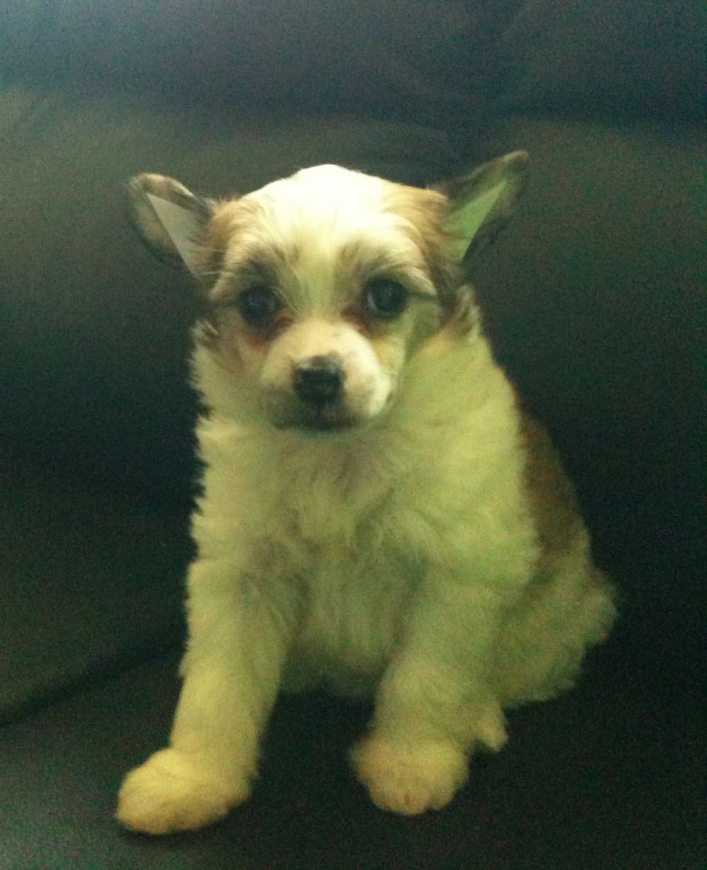 Chinese Delight Atena