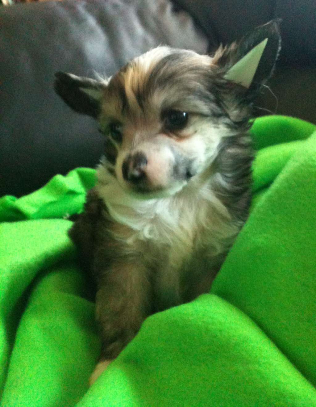 Chinese Delight Aslan