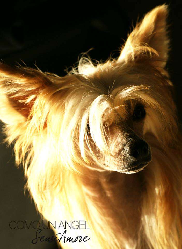 Como Un Angel Sensiamore