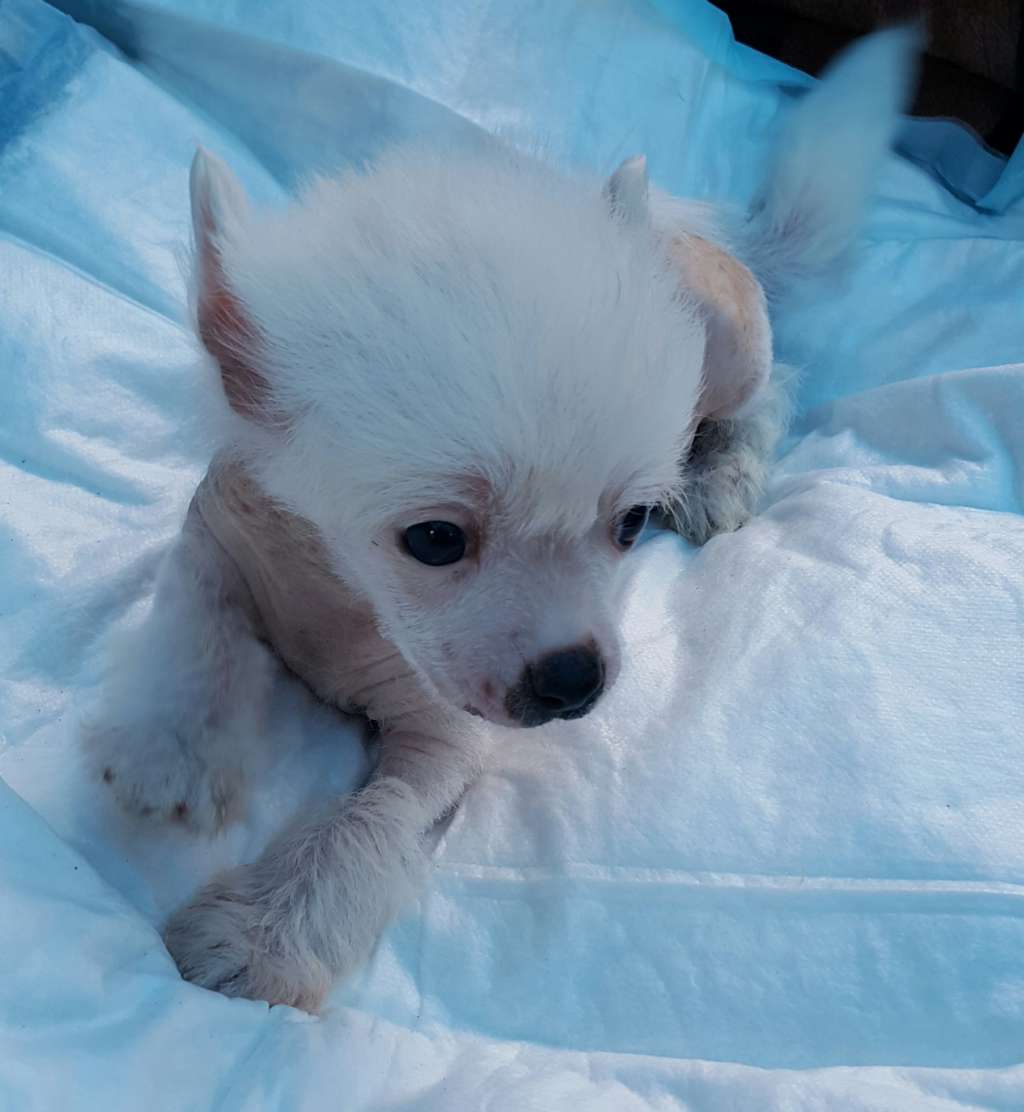 Vellar Pljus  Gabriel