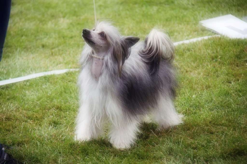 Quintessence Of Love Princes de la Roses