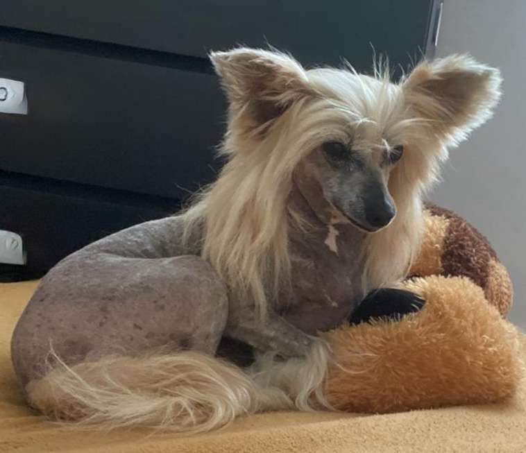 Ch. Flori Foxy z Jaromerskeho panstvi