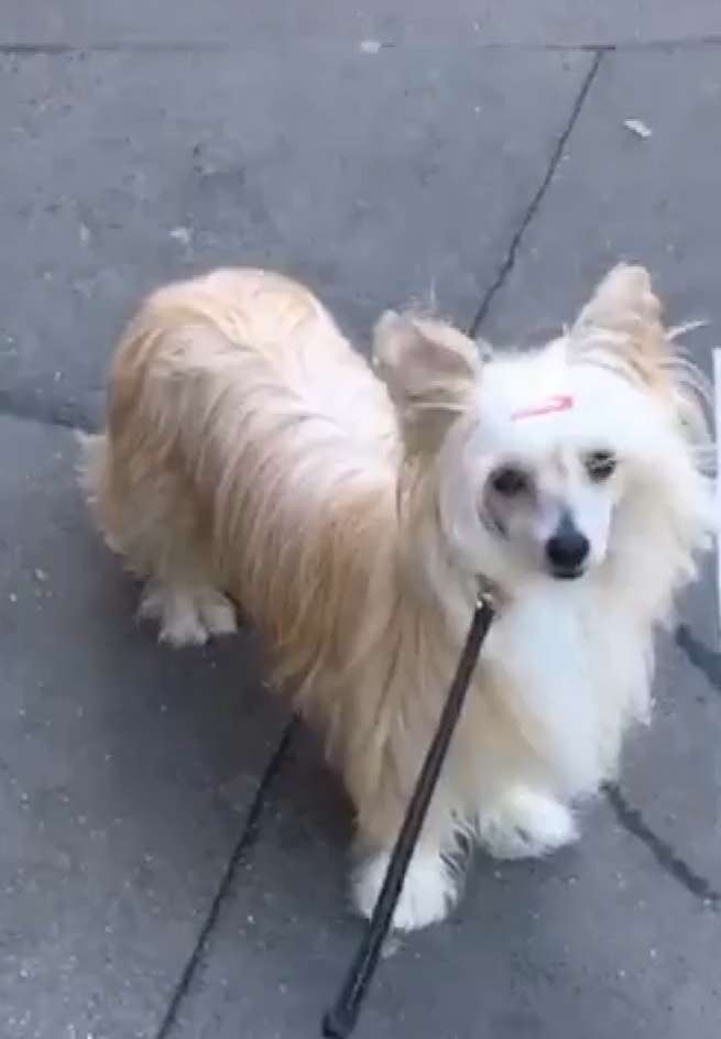 Fífa First z Jaromerskeho panstvi