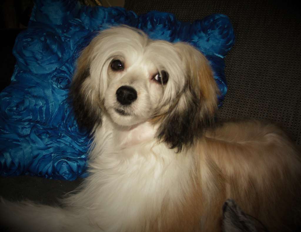 Proud Pony Jazz Girl