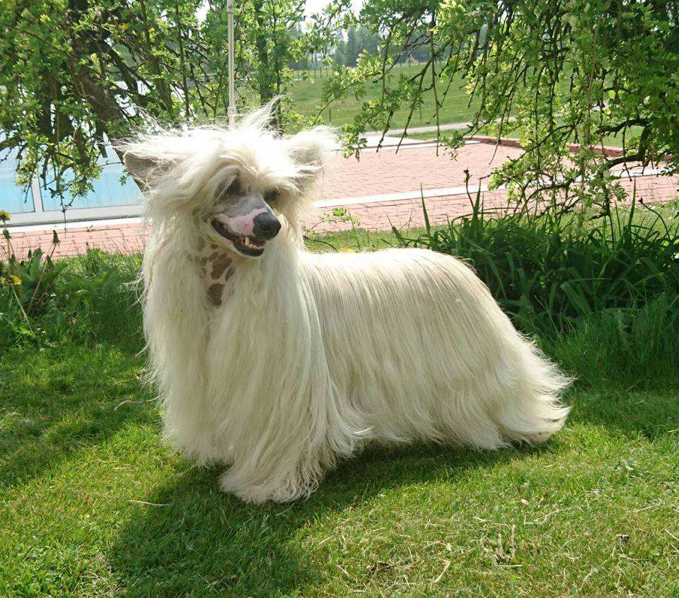 Proud Pony Invisible Touch