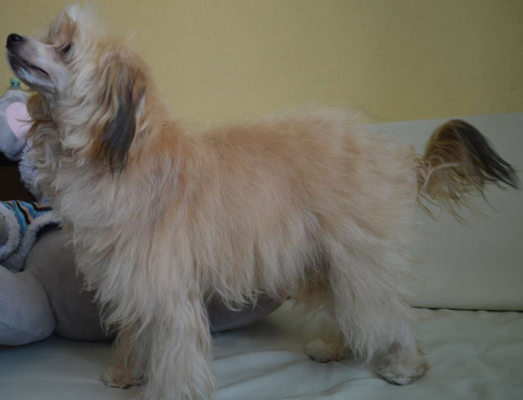 Ogni Stolitsy Djoconda