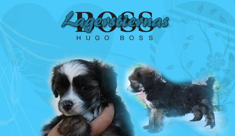 Lagerstiernas Hugo Boss