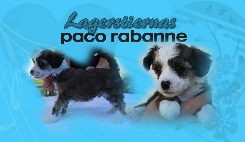 Lagerstiernas Paco Rabanne