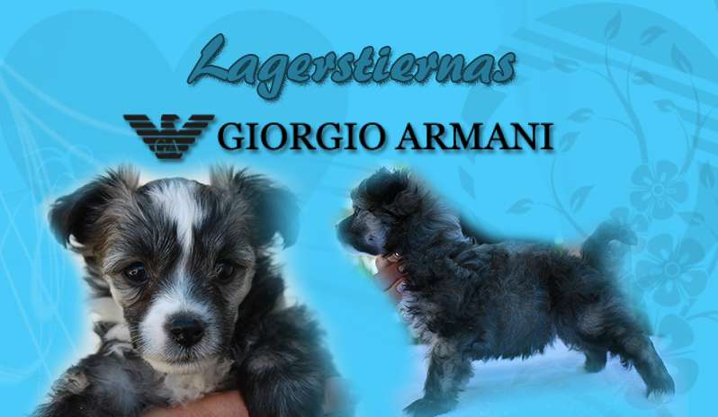 Lagerstiernas Giorgio Armani