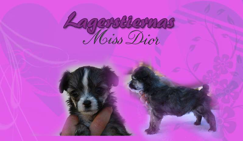 Lagerstiernas Miss Dior