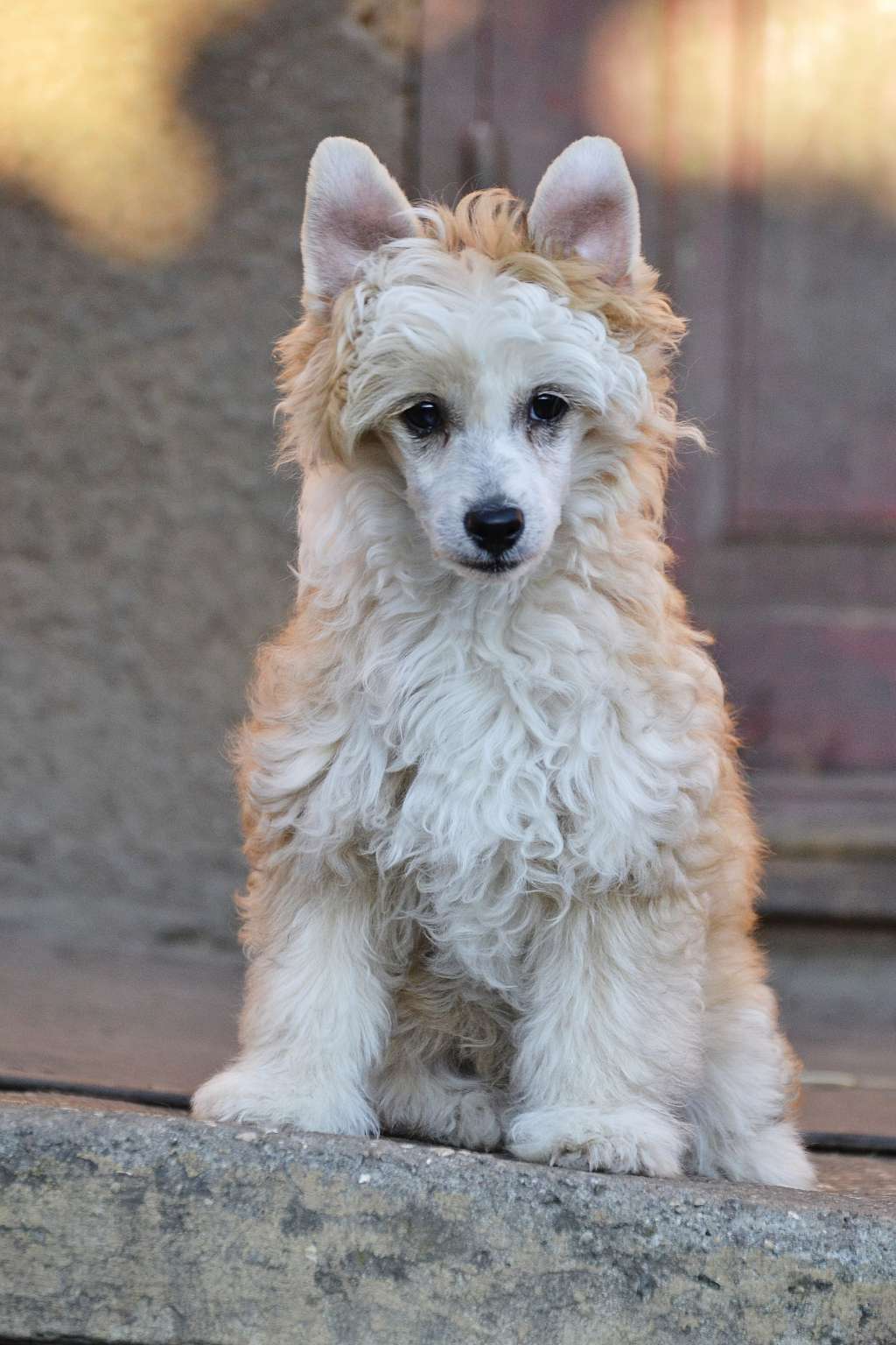 Gelios Little Iglesios