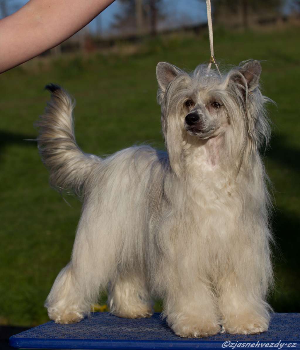 Juliett z Jasne hvezdy