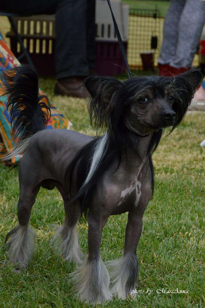 Birchvolgyi - Faustus he's the one