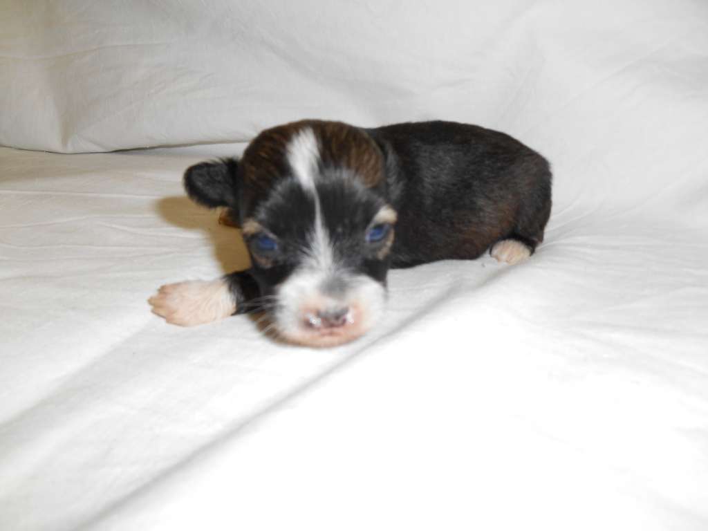 Birchvolgyi - Farah she's an angel