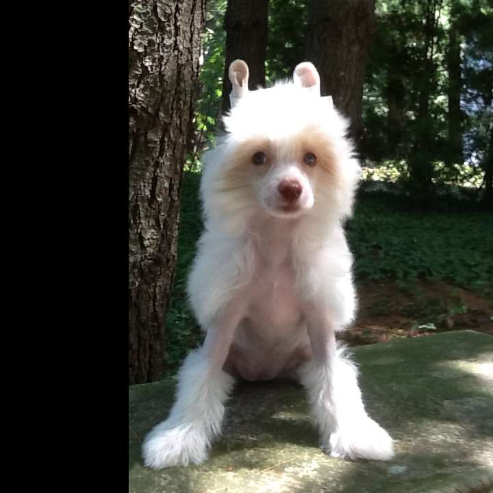 Magic Cresteds Angel Luna Goddess of Crested Moon