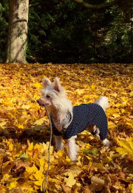 C'harming Flower ar Arenis Marri