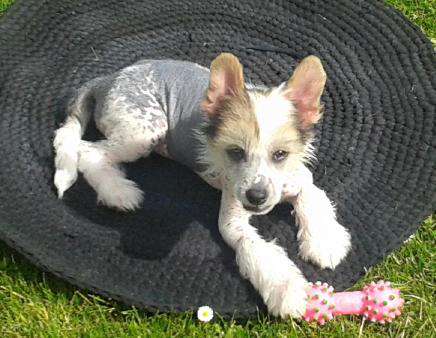 C'hinese Miracle ar Arenis Marri