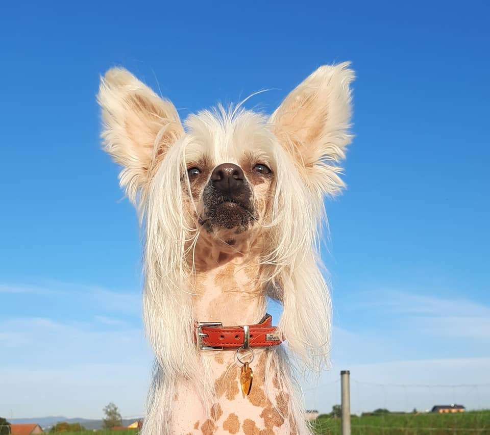 Caramel Ice Pretty Sweet