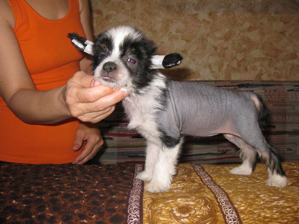 Shelcovij Shlejf Patriciya