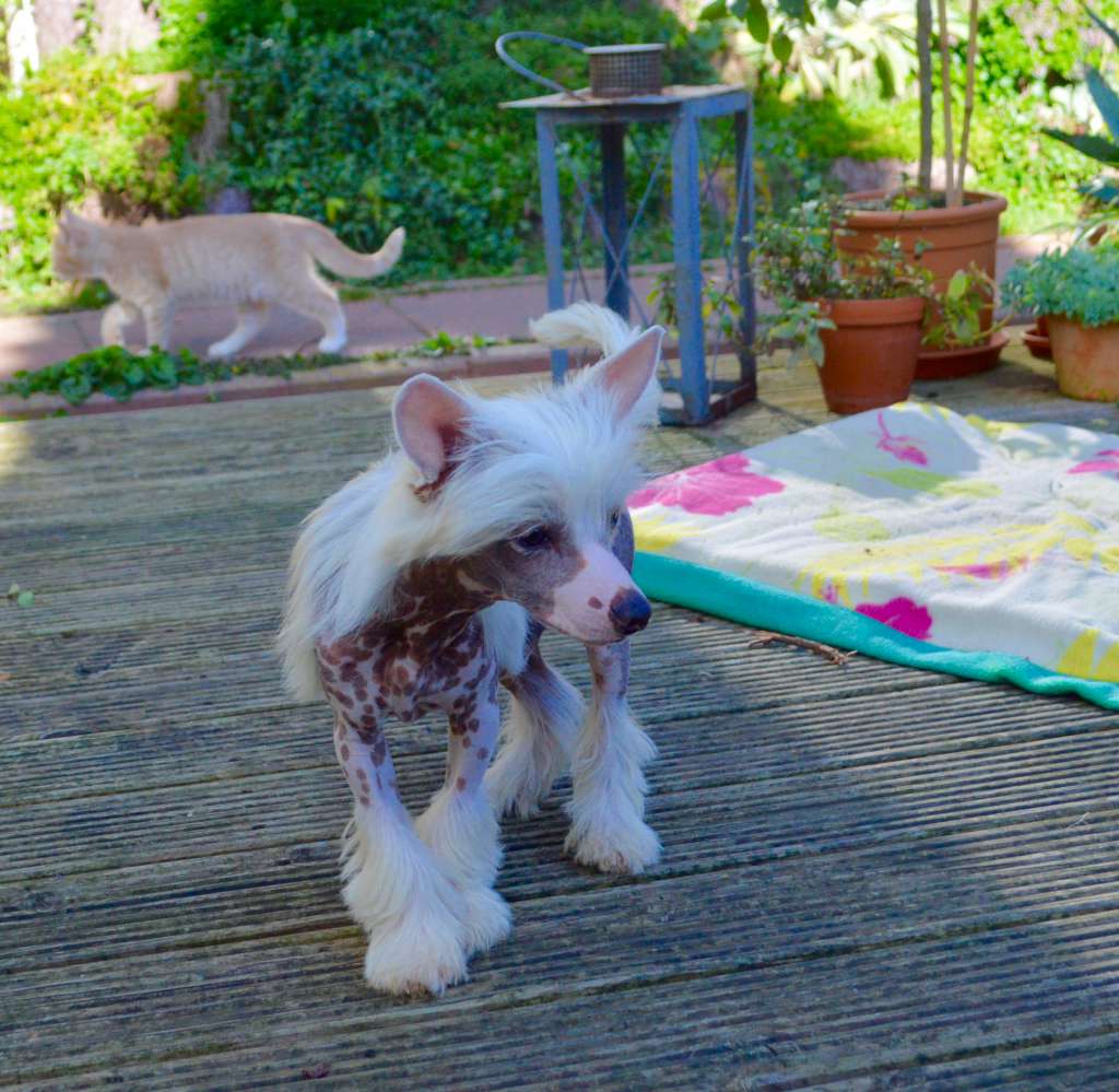 Un Gentleman von Shinbashi