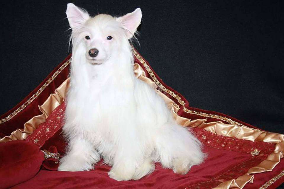 Un Monsieur von Shinbashi