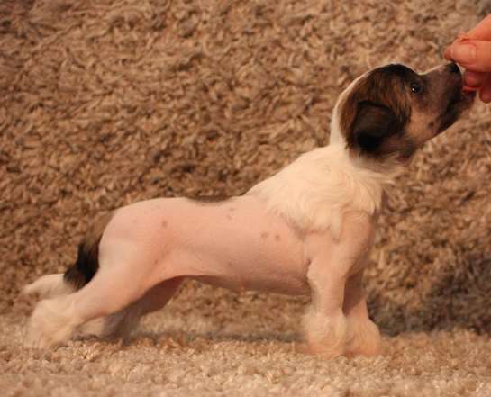 Lixima's Don't Bite The Dust