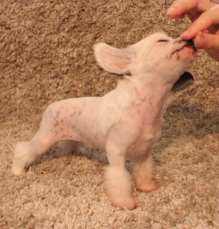 Lixima's Desire To Burn It Out