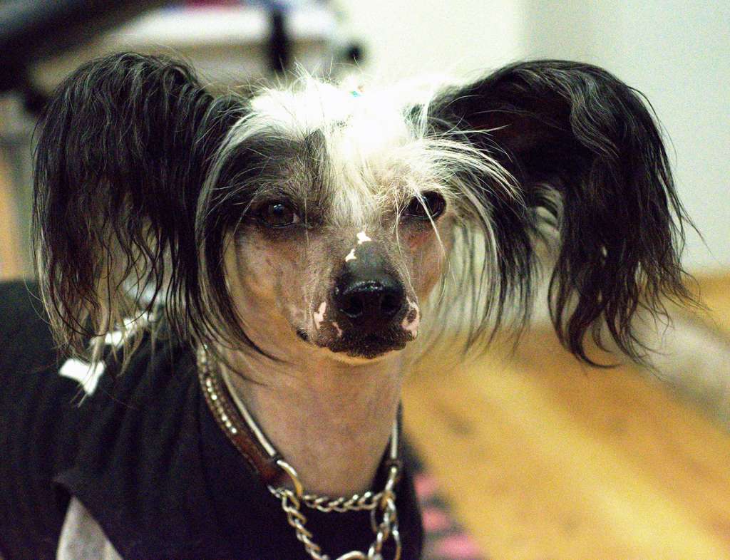 Bellatrix Luckycharm Mirak