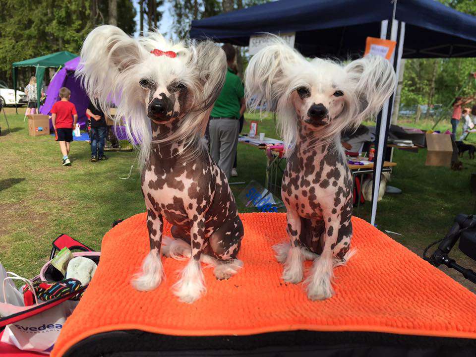 Bellatrix Luckycharm Iris