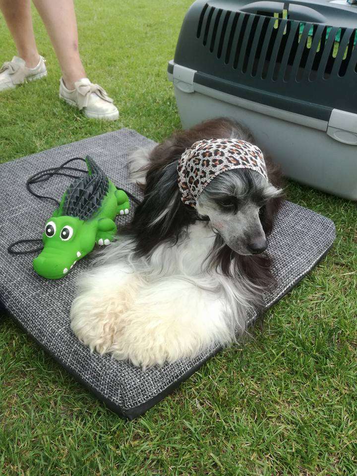 Czarnuszka Grzywkomania