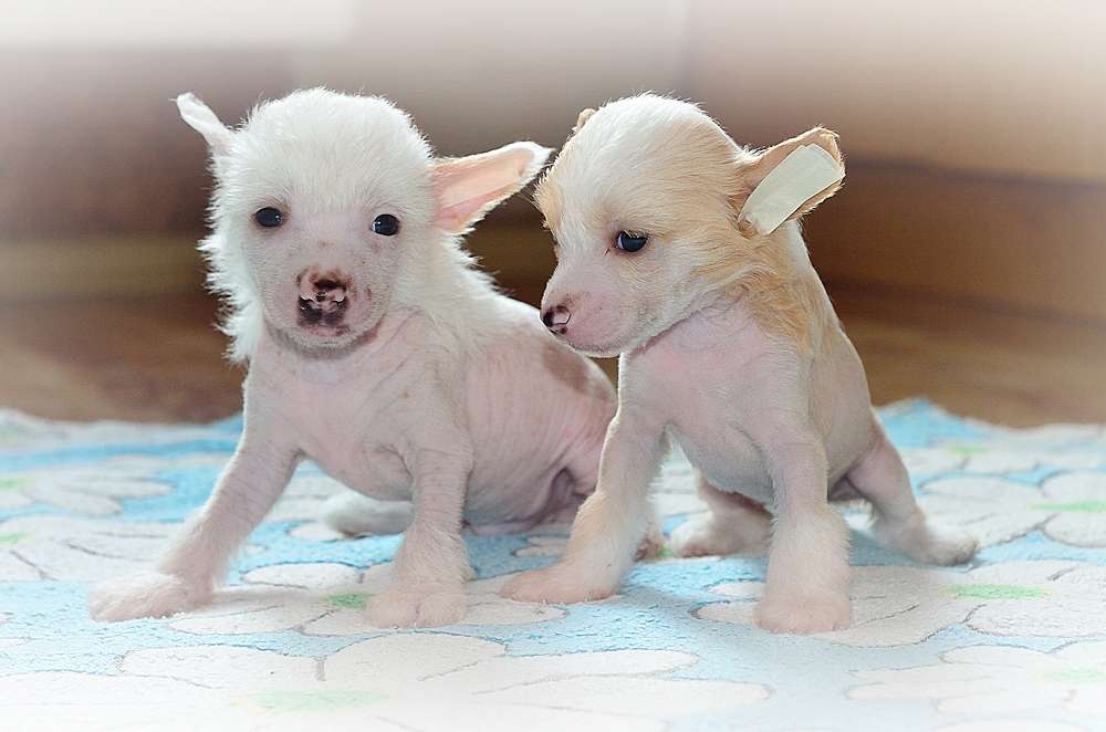 Elance Louange No Limit