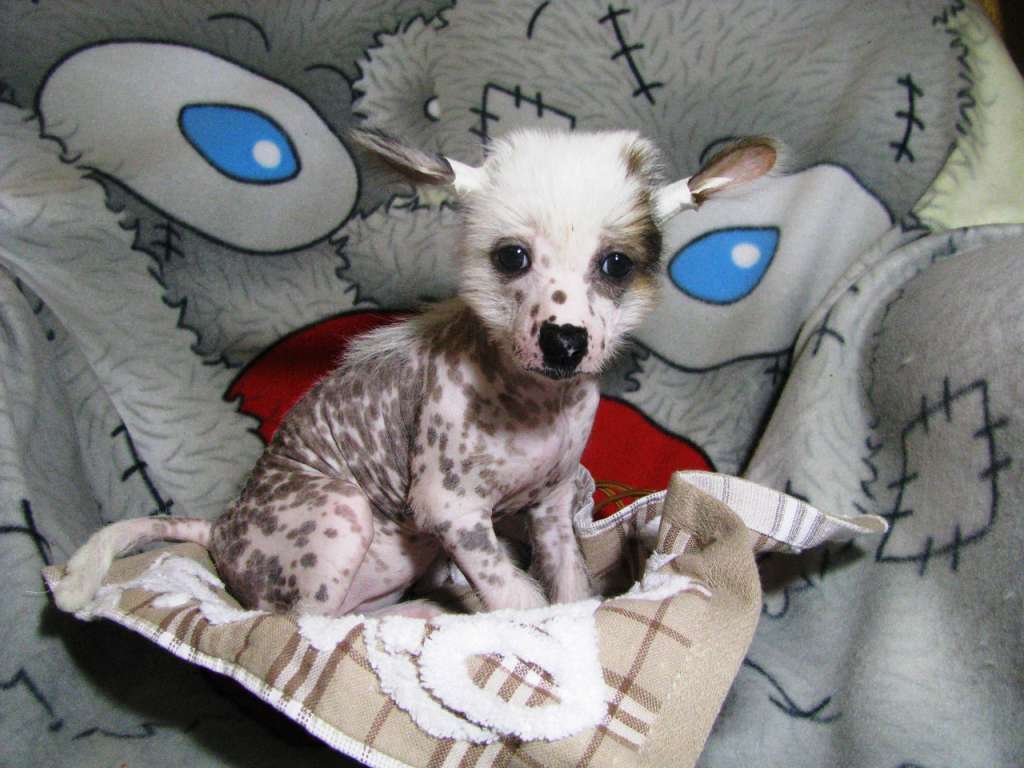 Kristal Yaniry Aldira  Princess of East