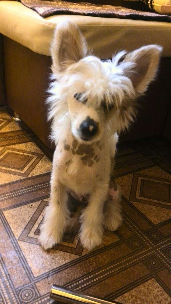 Sapfir iz Tsarskogo Sela Cezar