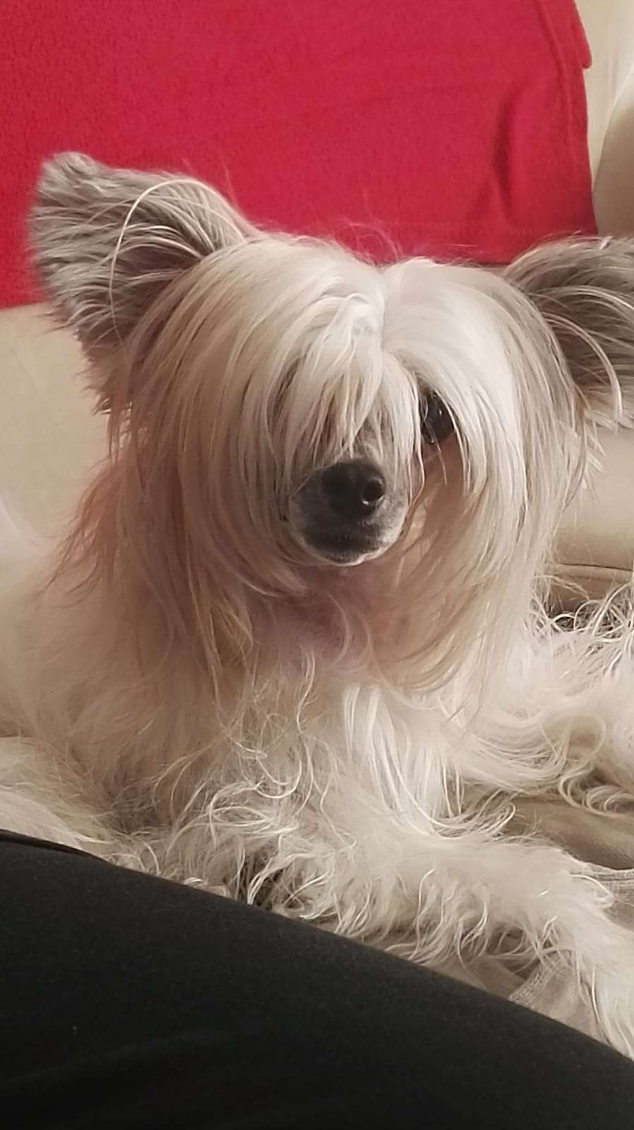 Magnus Staff Leticia