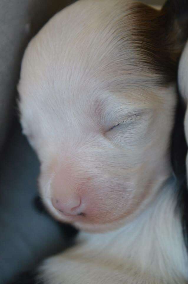 Magnus Staff Killing me Softly