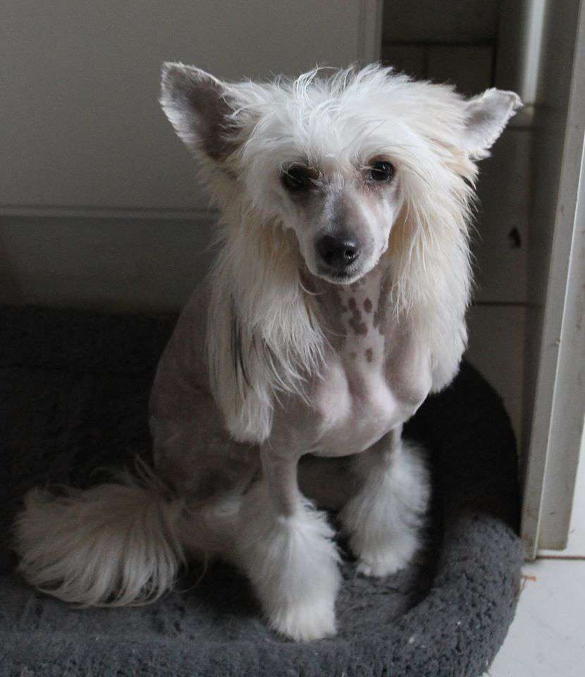 Vanille Gourmande  von Shinbashi