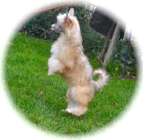 Velvet Orchid von Shinbashi