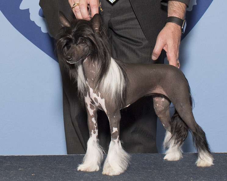 Lady Sara Masquerade z Jasne hvezdy