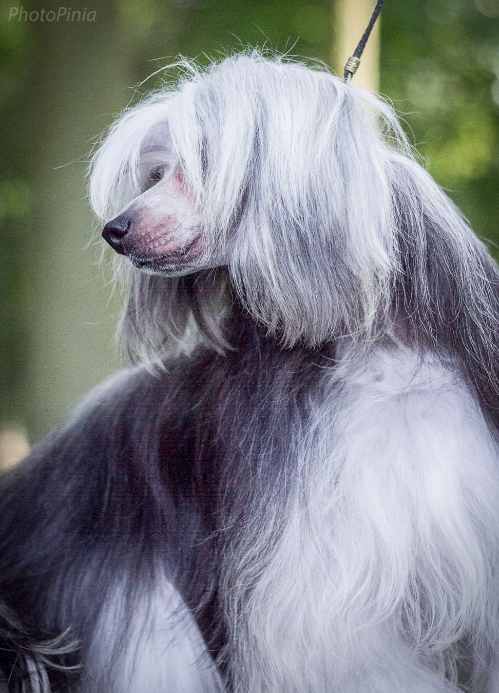 Ivy League Juna Dogs FCI