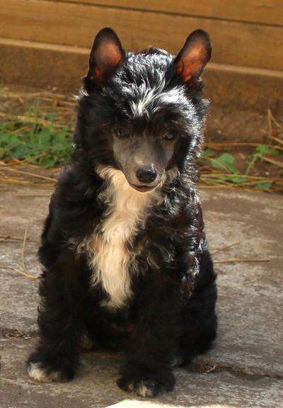 Candy -Sweet Heart vom Elfental