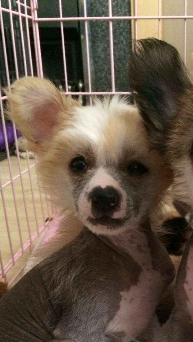 Myvallo Inclined To Climb