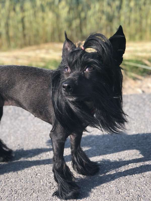 Ladislava de L'Antre de Hôkô