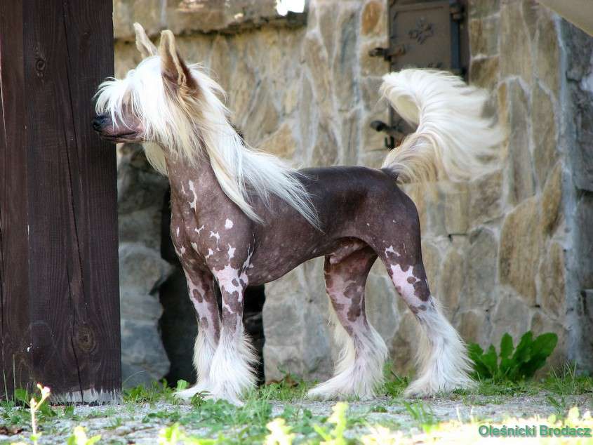 Nikifor Olesnicki Brodacz